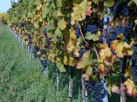 Grapes are ready for the harvest.